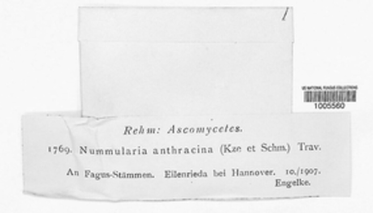 Biscogniauxia nummularia image